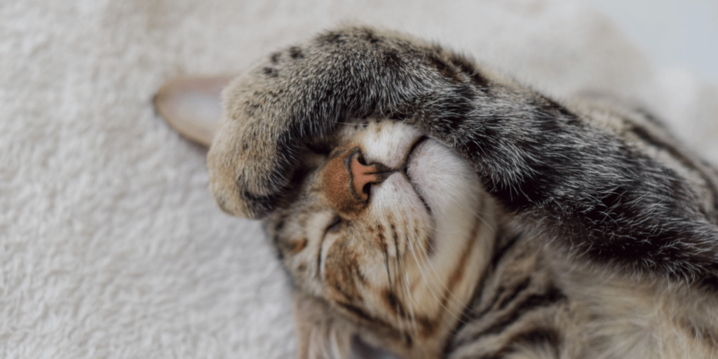 Tips voor een stressvrij verblijf kat in kattenhotel